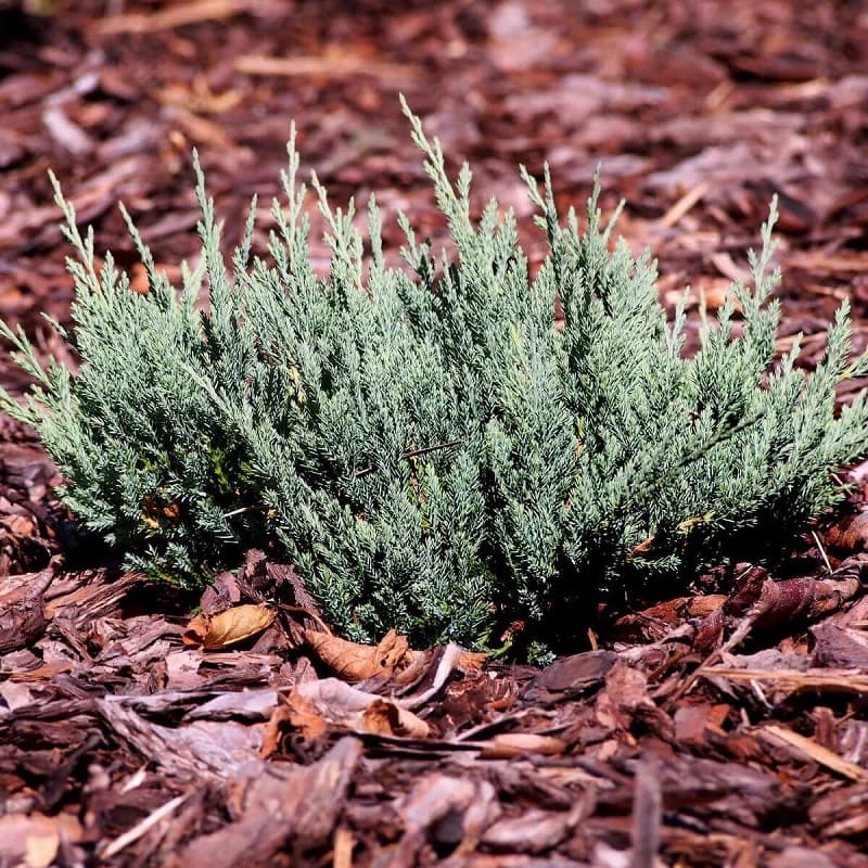 Jałowiec - Juniperus Blue Carpet